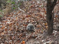 Marion, Romane South Africa 2014 (8 of 19) : KNP Letaba, Marion visit
